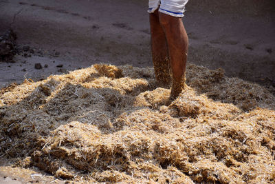 Low section of man standing on beach