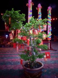 Flower trees at night