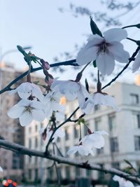 Close-up of cherry blossom