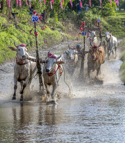 Group of people running in water