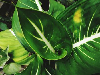 Full frame shot of green leaves