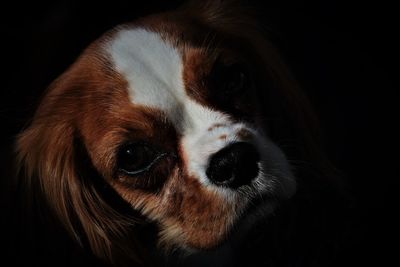 Close-up portrait of a dog