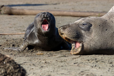 Close-up of a female elephant seal with her pup on a beach in san simeon.