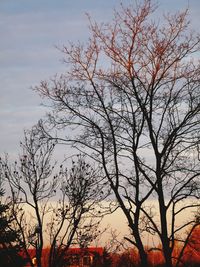 Bare tree against sky