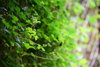 Close-up of fresh green plant in forest