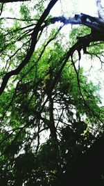 Low angle view of trees