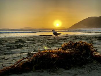 View of seagull on beach during sunset