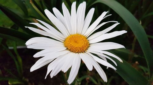 Close-up of white daisy