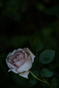 Close-up of rose plant