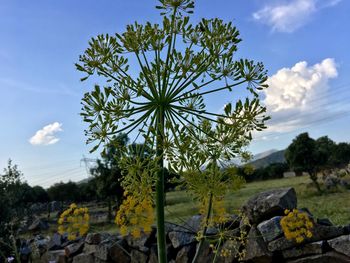 Trees growing on field against sky