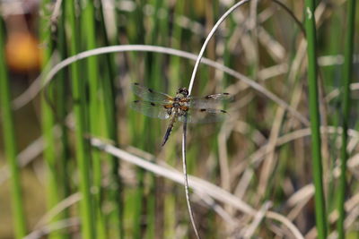 Close-up of butterfly on grass