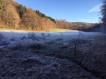 Scenic view of forest against sky during winter