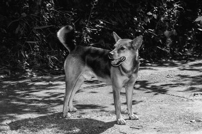 Dog standing on field