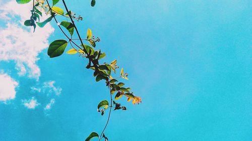 Low angle view of tree against blue sky