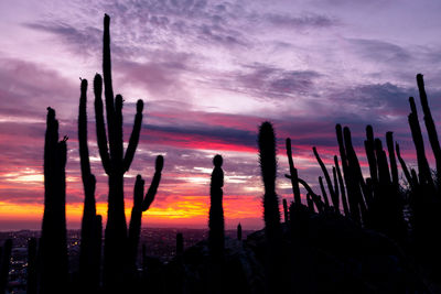 Silhouette cactus plants against dramatic sky during sunset