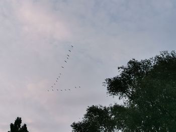 Low angle view of birds flying against sky