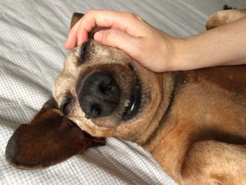 Close-up of dog lying on hand