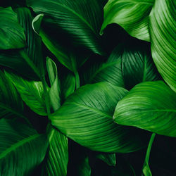 Full frame shot of green leaves