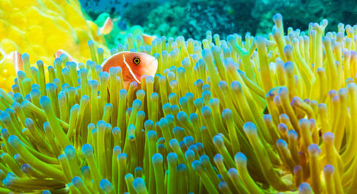 Close-up of coral