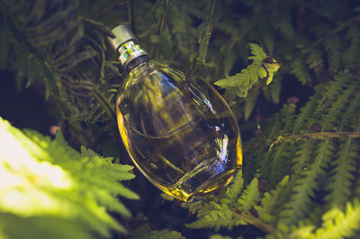 Close-up of glass bottle