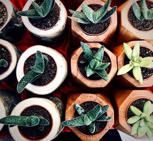 Full frame shot of potted plants