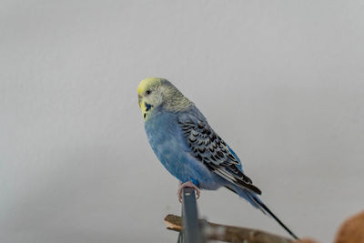 Close-up of bird perching on a wall