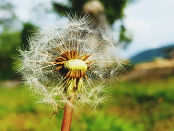 Close-up of dandelion flower on field