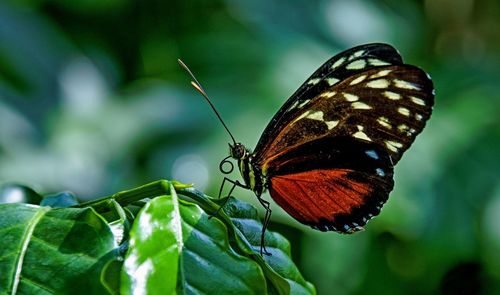 Close-up of butterfly on leaf