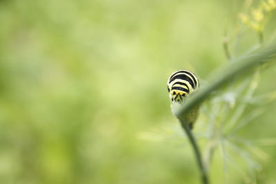 Close-up of butterfly on leaf