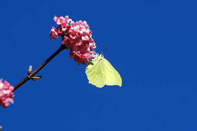 Low angle view of flower against clear blue sky