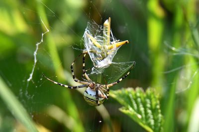 Wasp spider catch a grasshopper