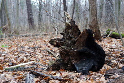 Dead tree on field in forest