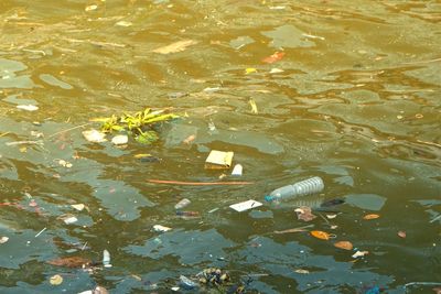 High angle view of koi carps in lake