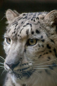 Close-up portrait of cat