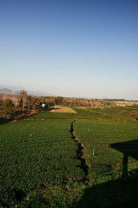 Scenic view of field against clear sky