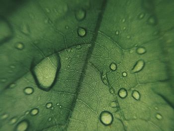 Close-up of water drops on leaf