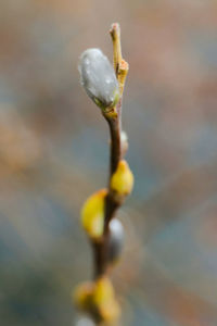 Close-up of water drop