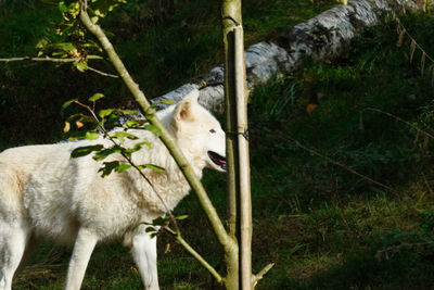 Sheep standing on a land