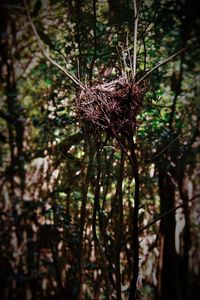 Close-up of tree trunk in forest