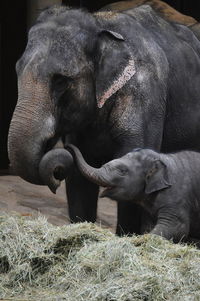 Close-up of elephant on land