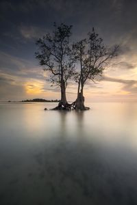 Silhouette tree by sea against sky during sunset
