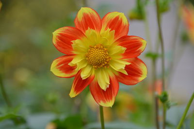 Close-up of red and yellow flower