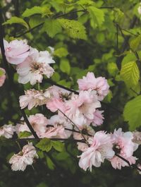 Close-up of pink cherry blossoms in spring