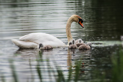 Swans swimming in lake with cygnets 