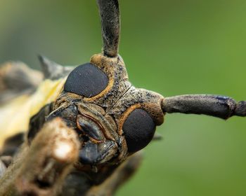 Close-up of insect on leaf