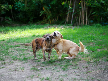 View of a dog on field