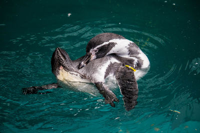 Close-up of penguin swimming in lake