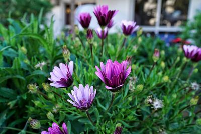 Close-up of purple crocus blooming outdoors