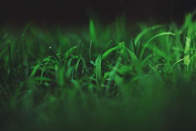 Plants growing on field