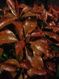 Close-up of leaves